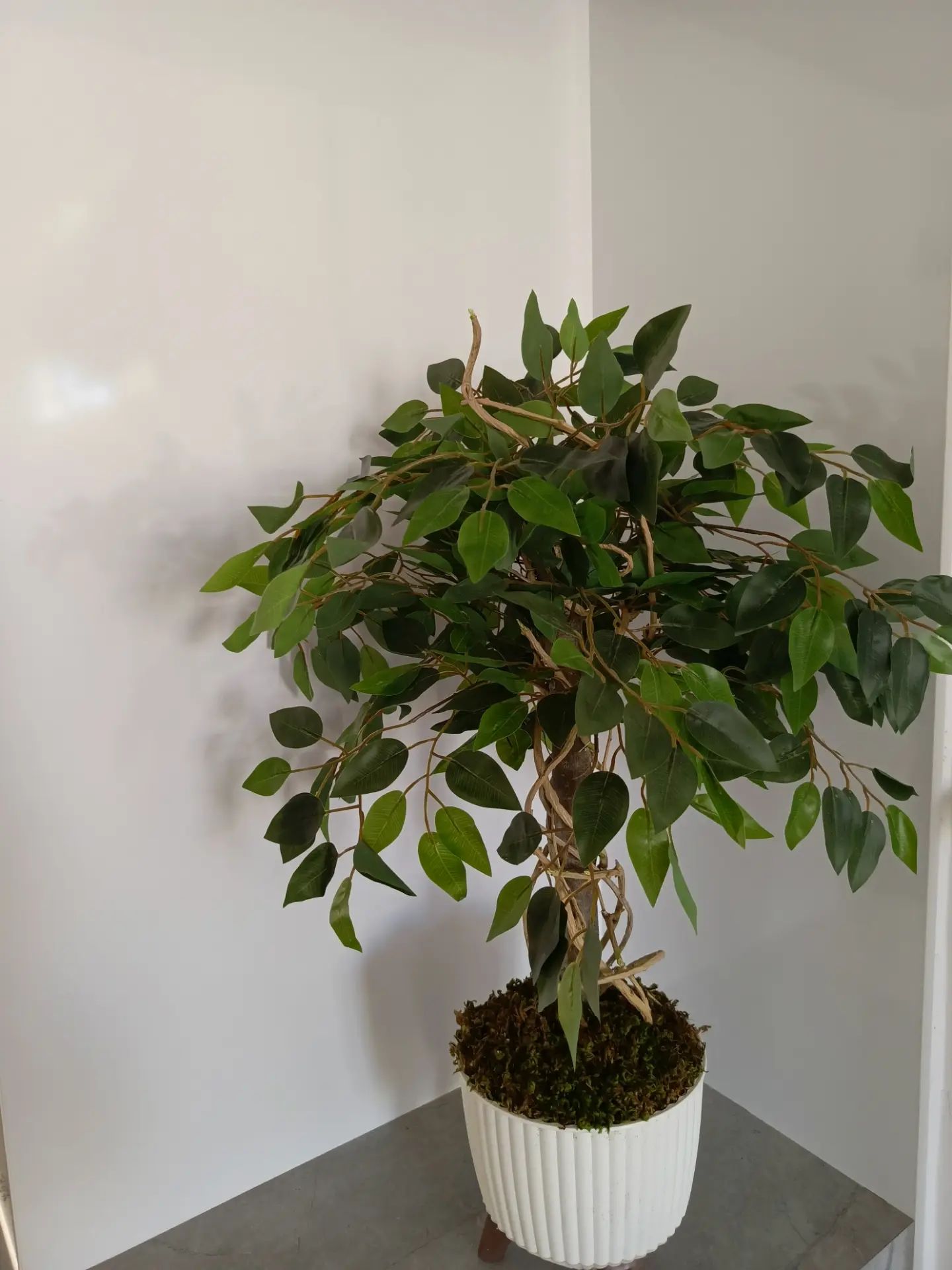 گل مصنوعی درختچه ای ارتفاع ۸۰ الی۹۰ سانت از  برند لوکسین تایوانی به همراه گلدان